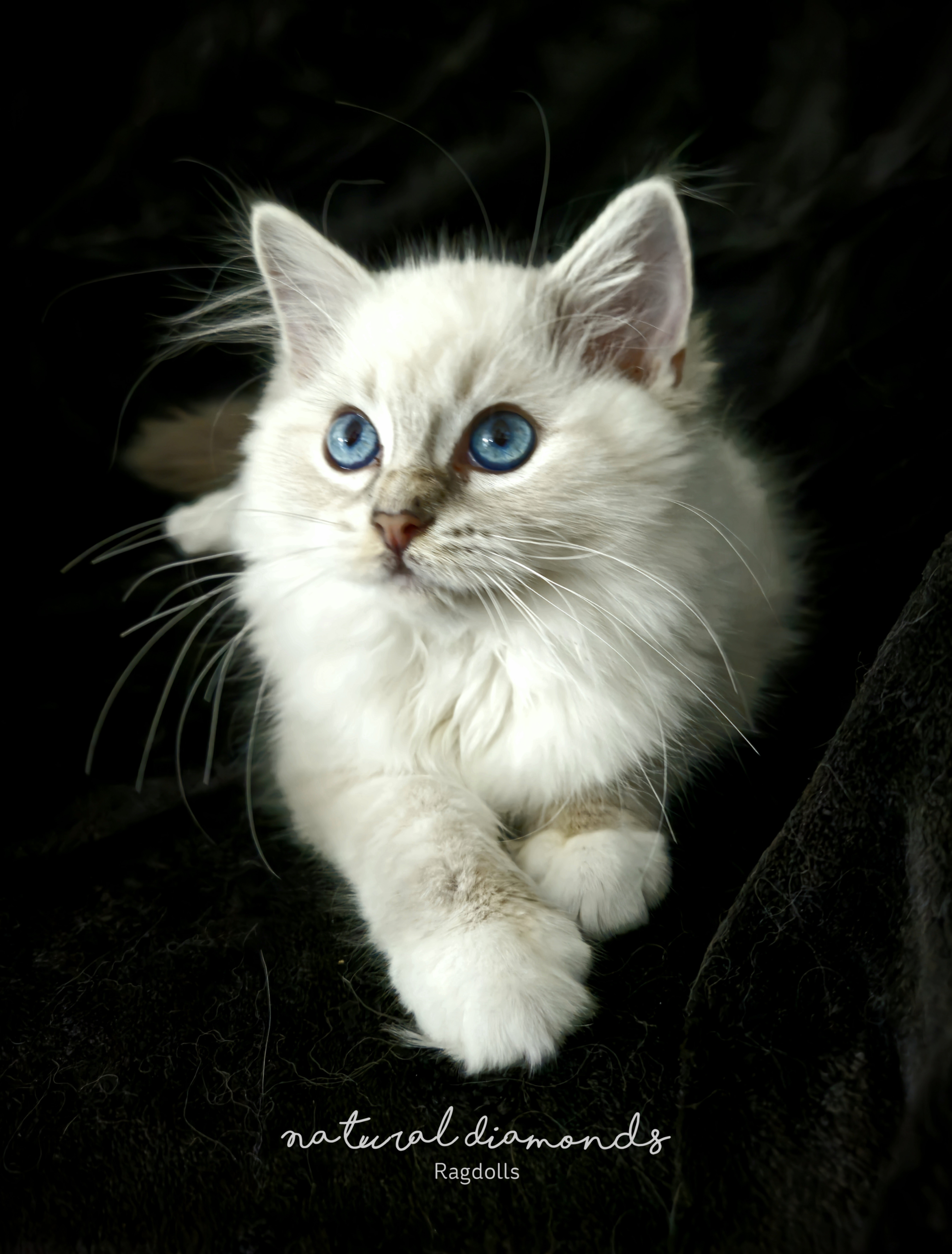 Photo_1754394368942K