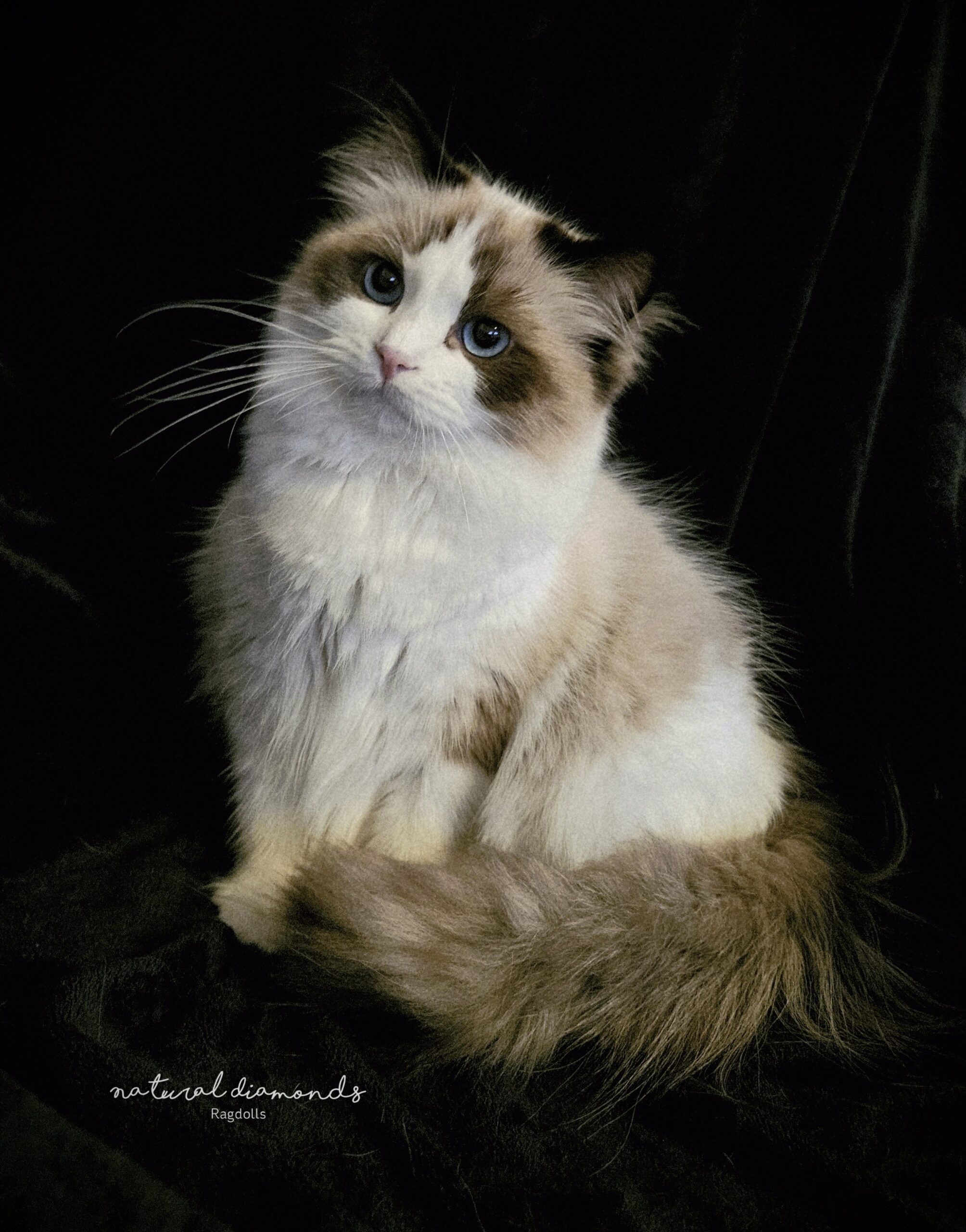 Photo_1770401731475K4