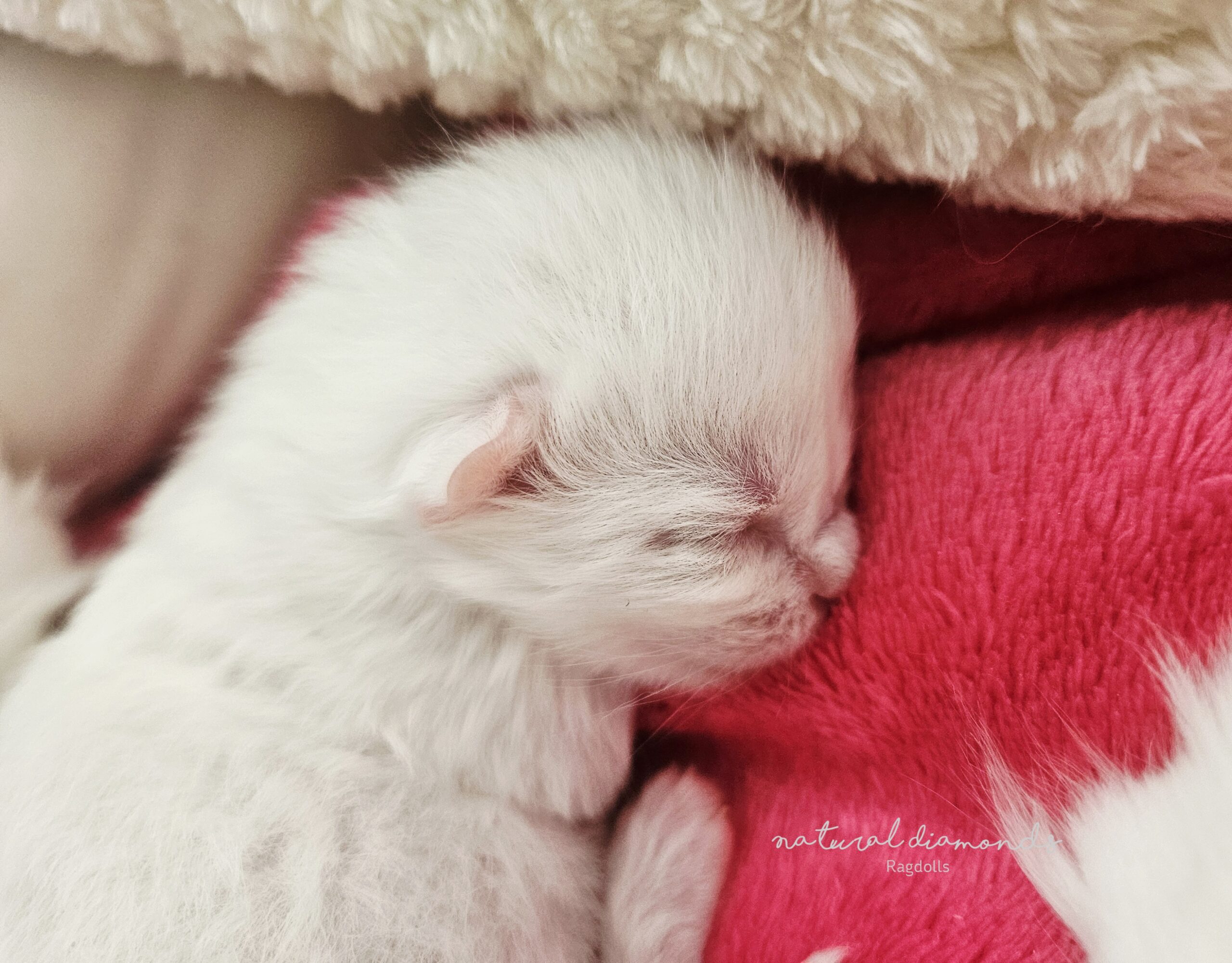 Photo_1790505525011